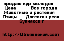 продаю кур молодок. › Цена ­ 320 - Все города Животные и растения » Птицы   . Дагестан респ.,Буйнакск г.